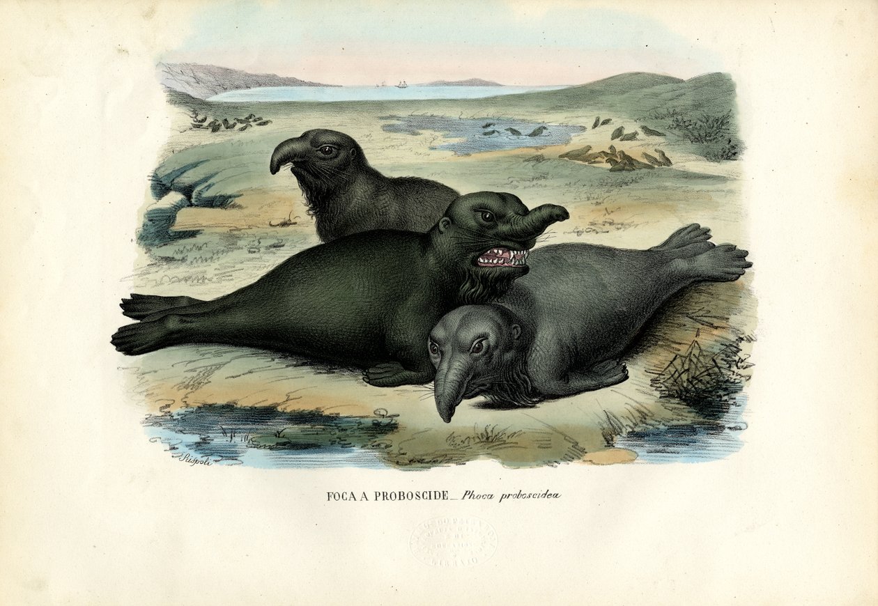 Zuidelijke zeeolifant, 1863-79 door Raimundo Petraroja