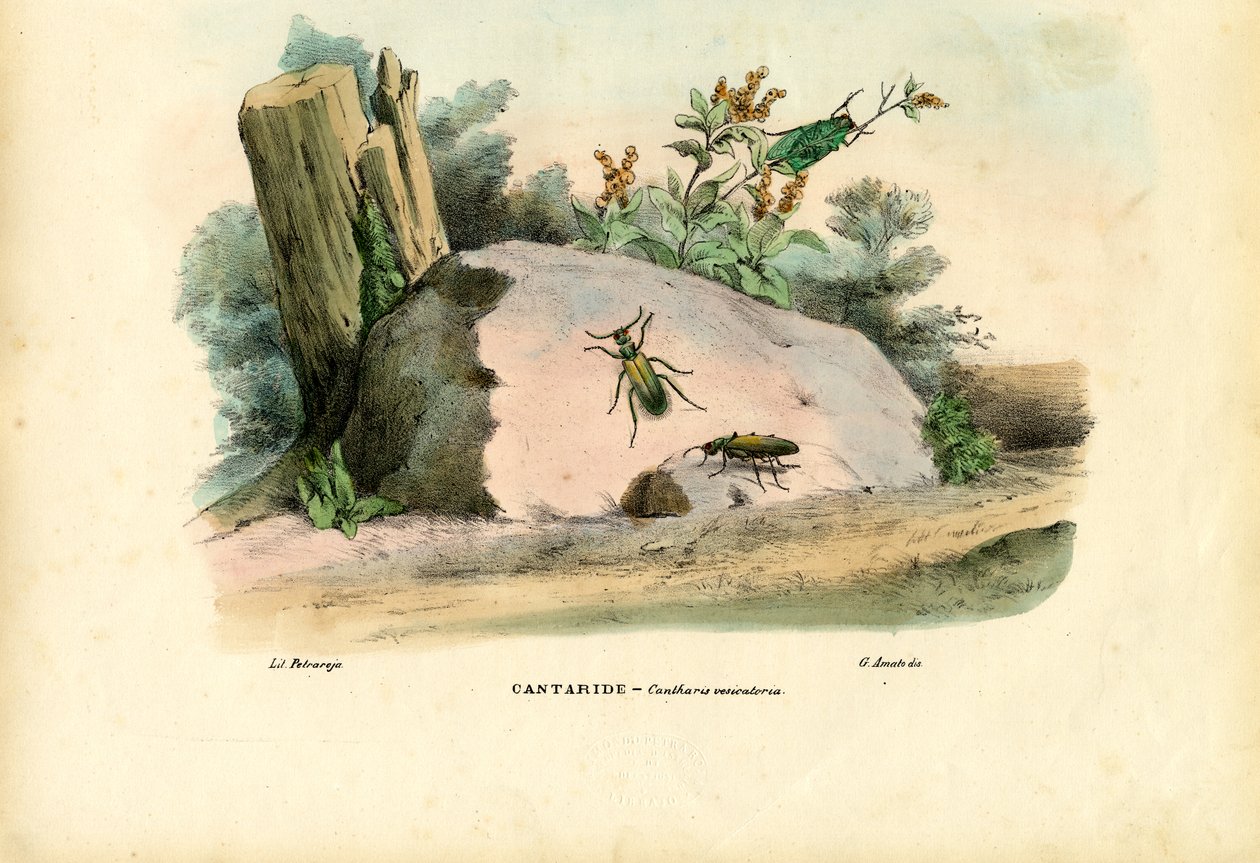 Spaanse vlieg, 1863-79 door Raimundo Petraroja