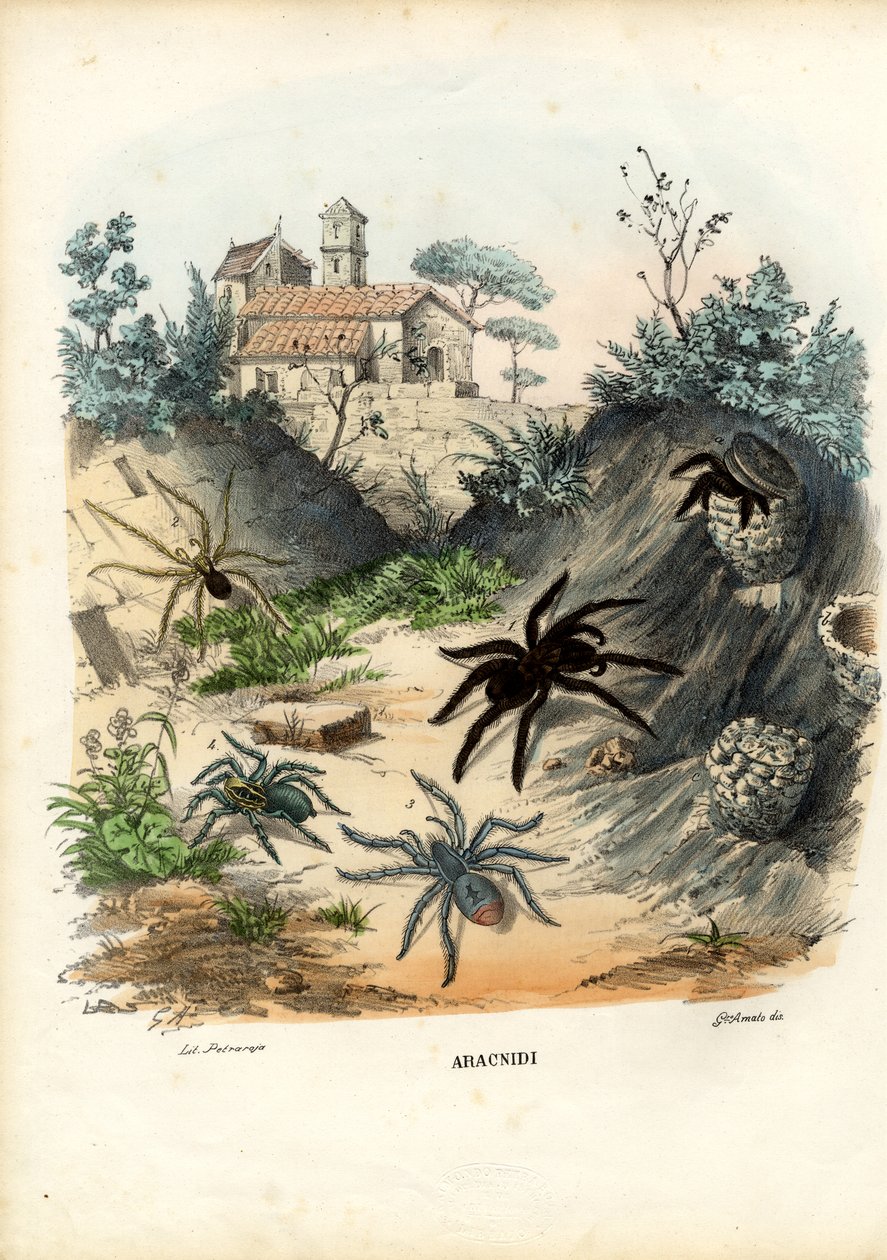 Spinnen, 1863-79 door Raimundo Petraroja