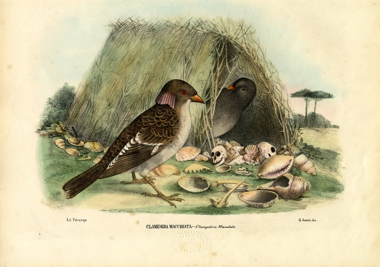 Gevlekte prieelvogel, 1863-79 door Raimundo Petraroja