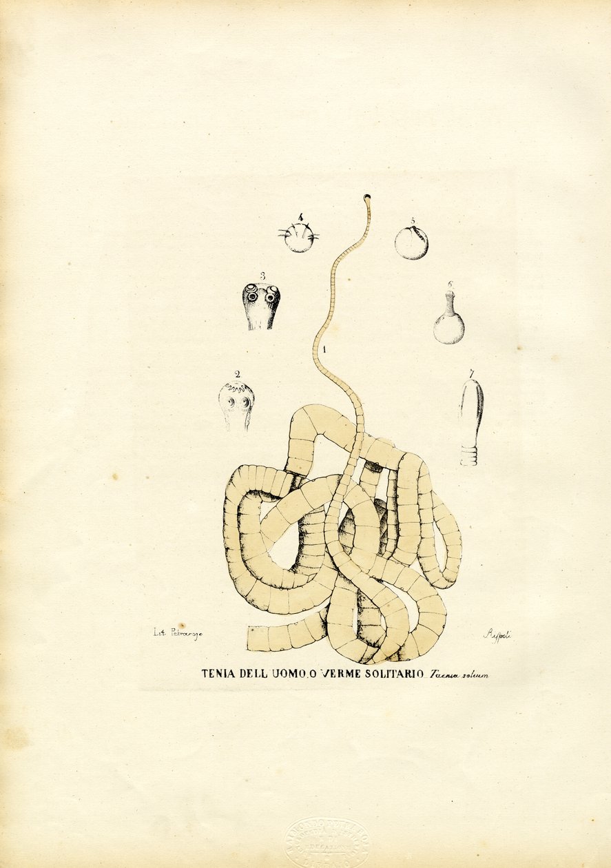 Lintworm, 1863-79 door Raimundo Petraroja