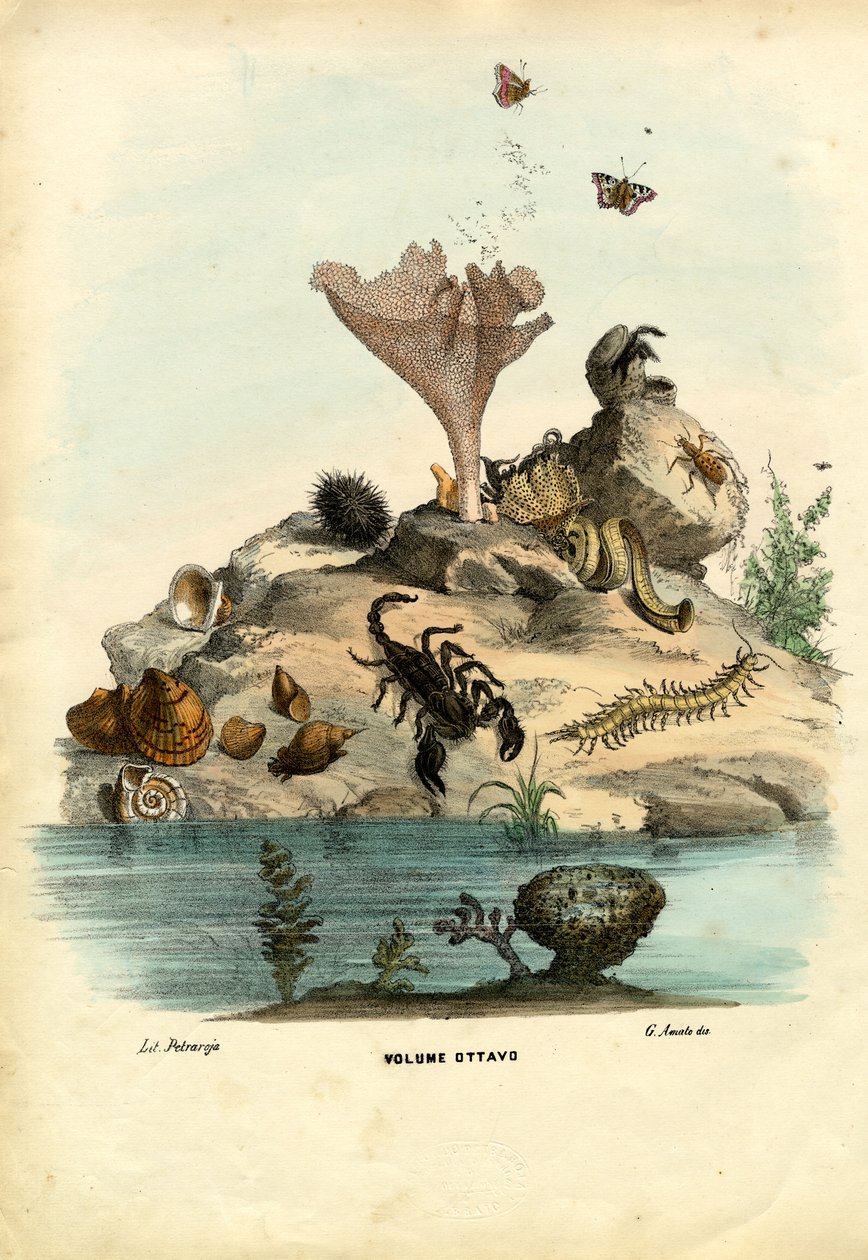 Titelpagina, 1863-79 door Raimundo Petraroja