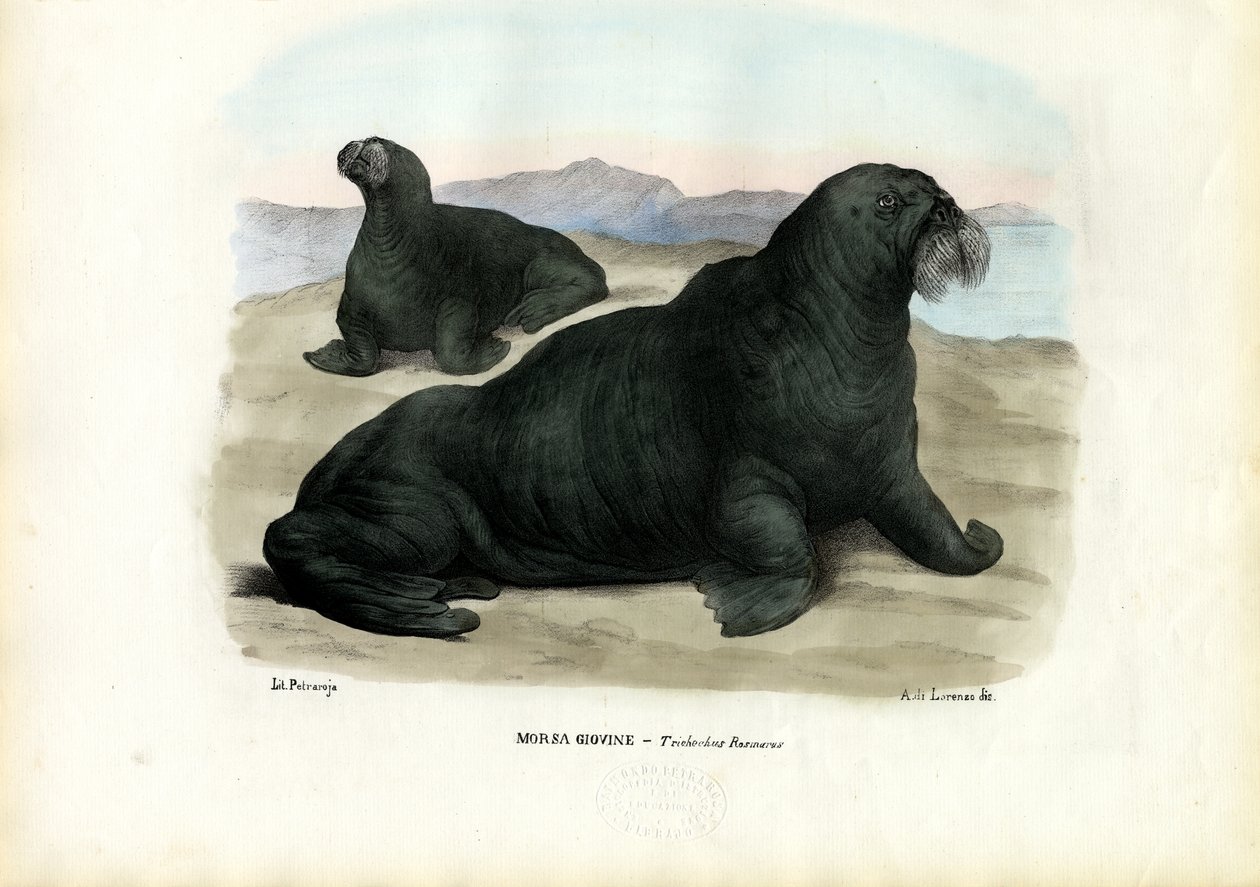Walrus, 1863-79 door Raimundo Petraroja