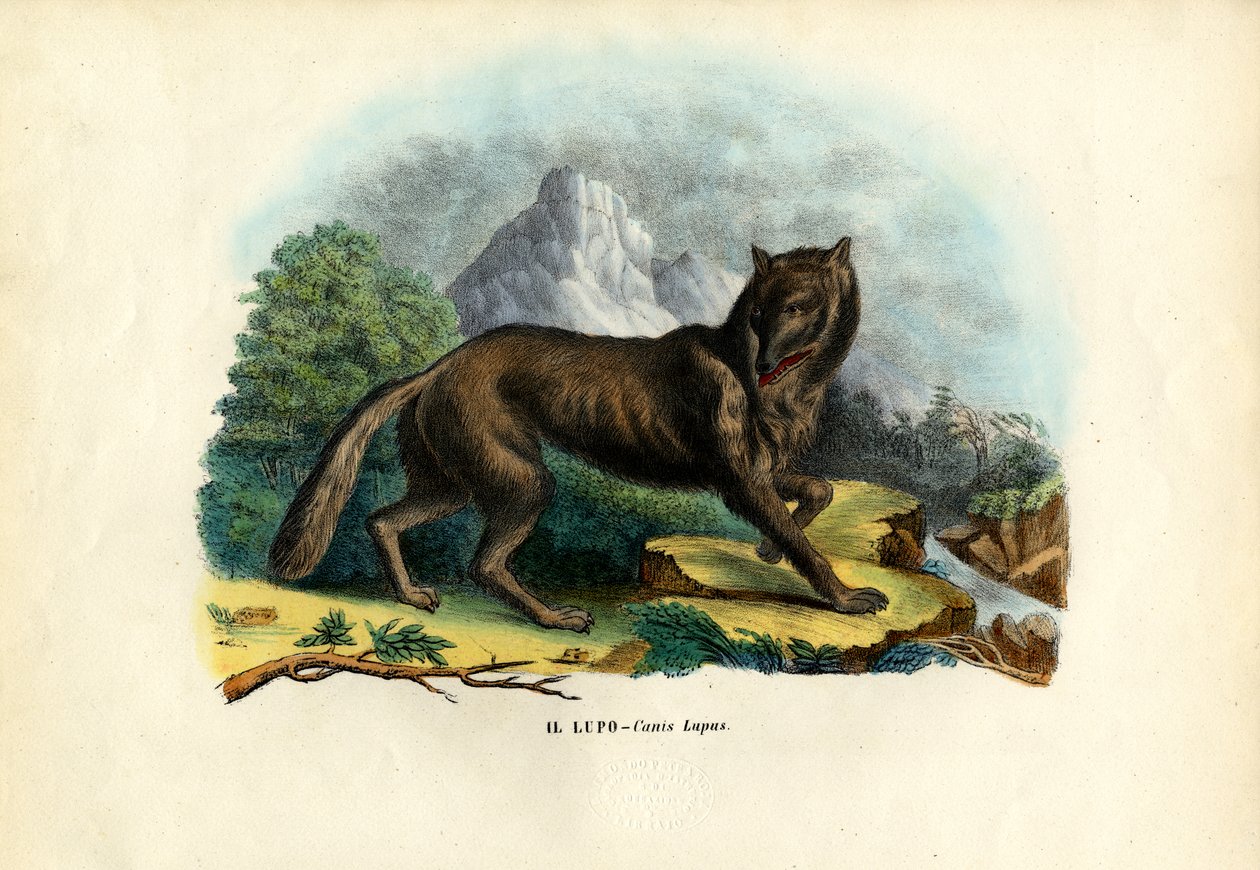Wolf, 1863-79 door Raimundo Petraroja