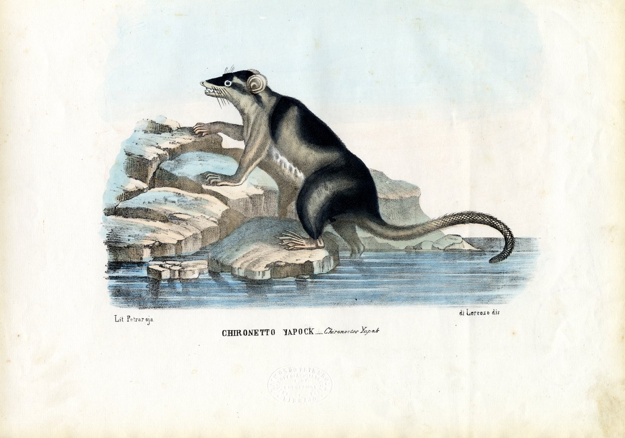 Yapok, 1863-79 door Raimundo Petraroja