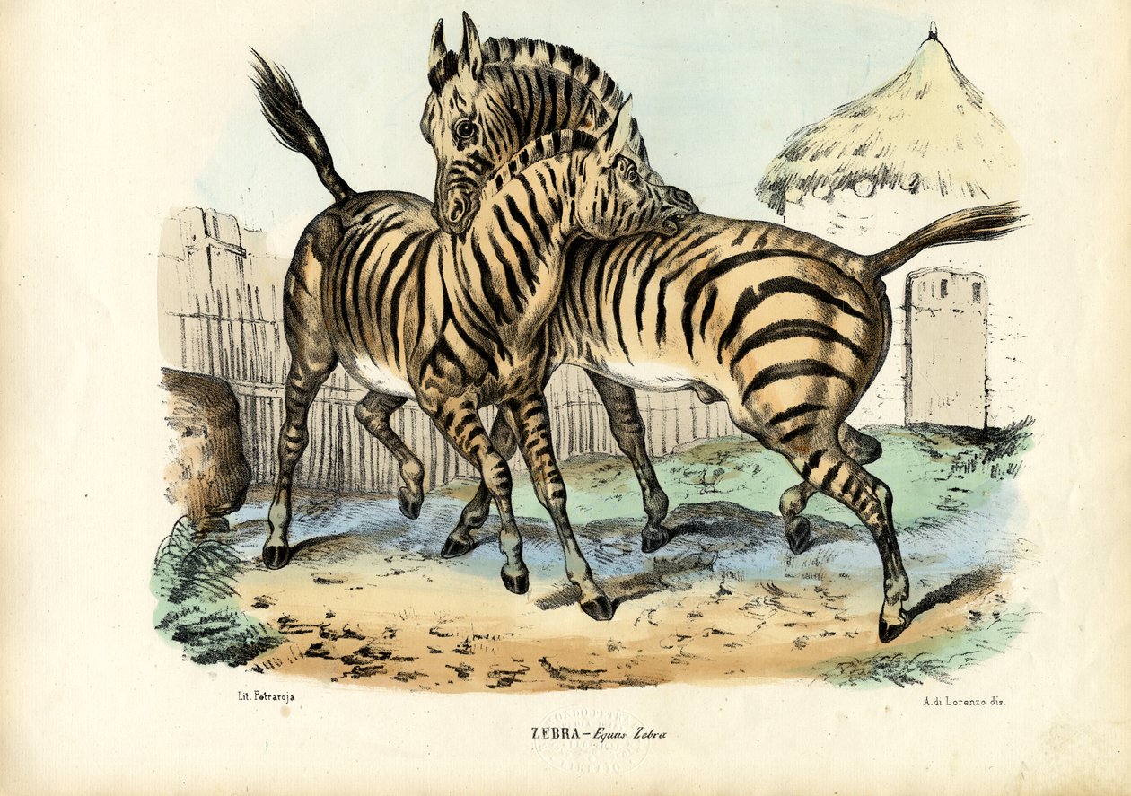 Zebra door Raimundo Petraroja