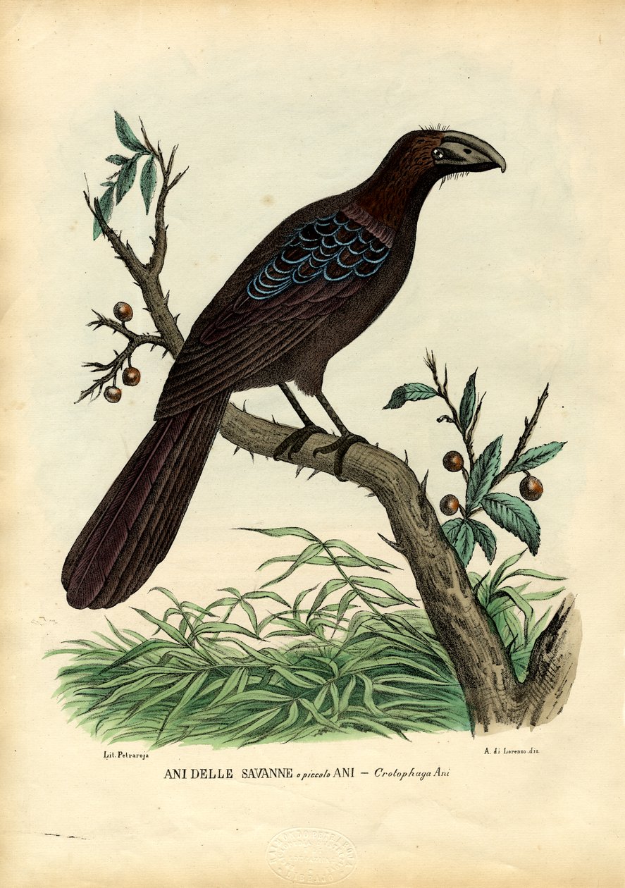 Ani, 1863-79 door Raimundo Petraroja