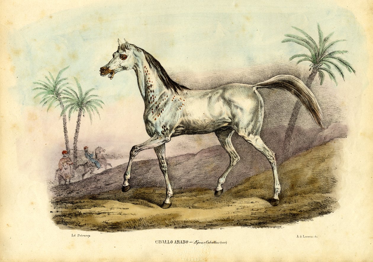 Arabisch paard, 1863-79 door Raimundo Petraroja