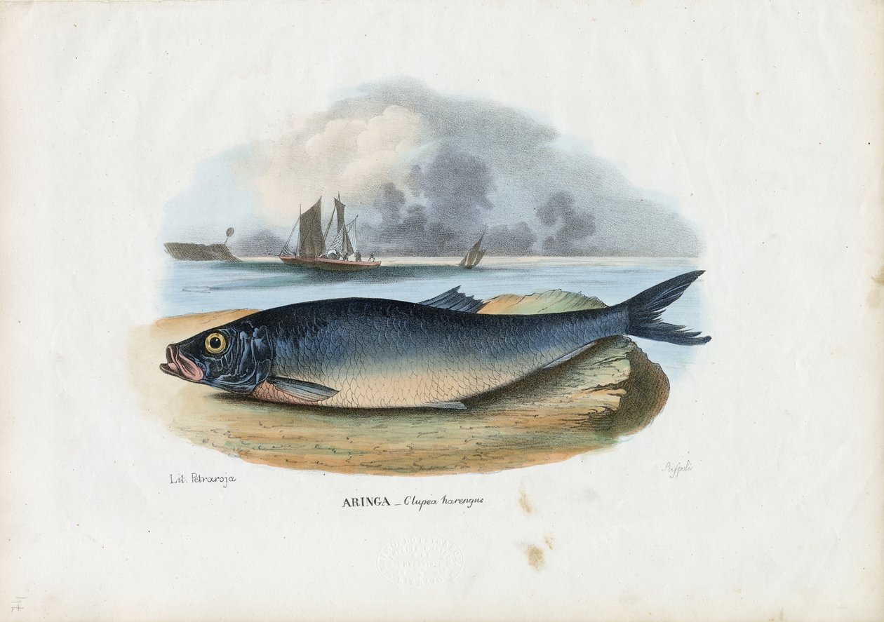 Atlantische haring, 1863-79 door Raimundo Petraroja