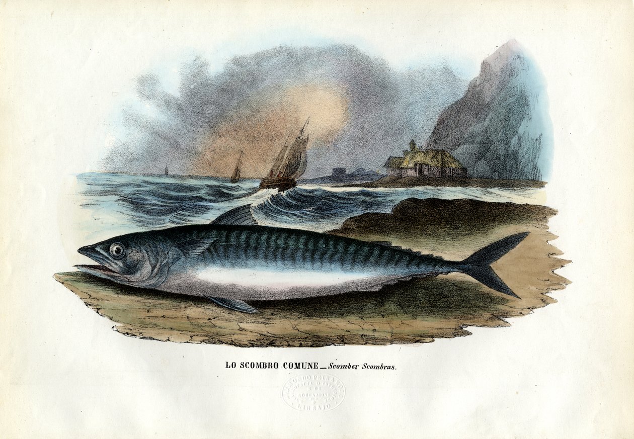 Atlantische Makreel, 1863-79 door Raimundo Petraroja