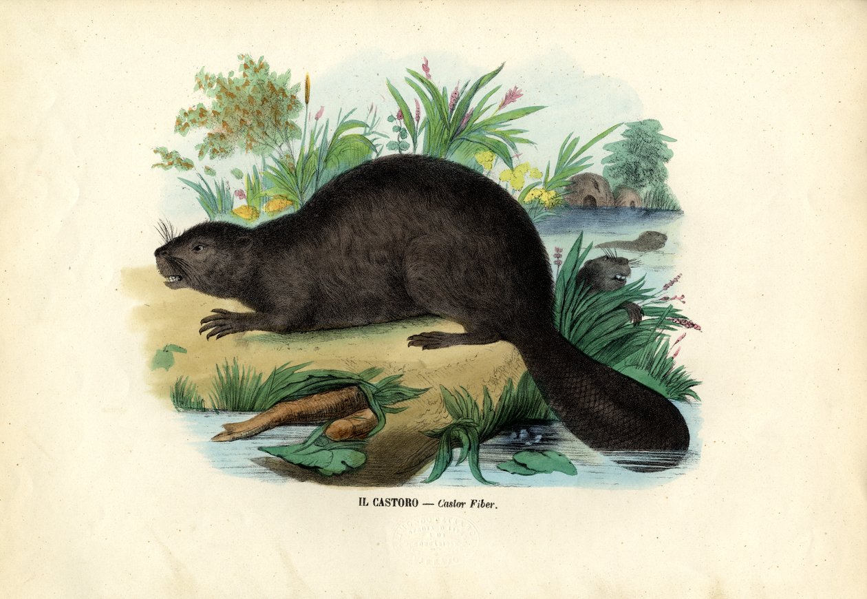Bever door Raimundo Petraroja