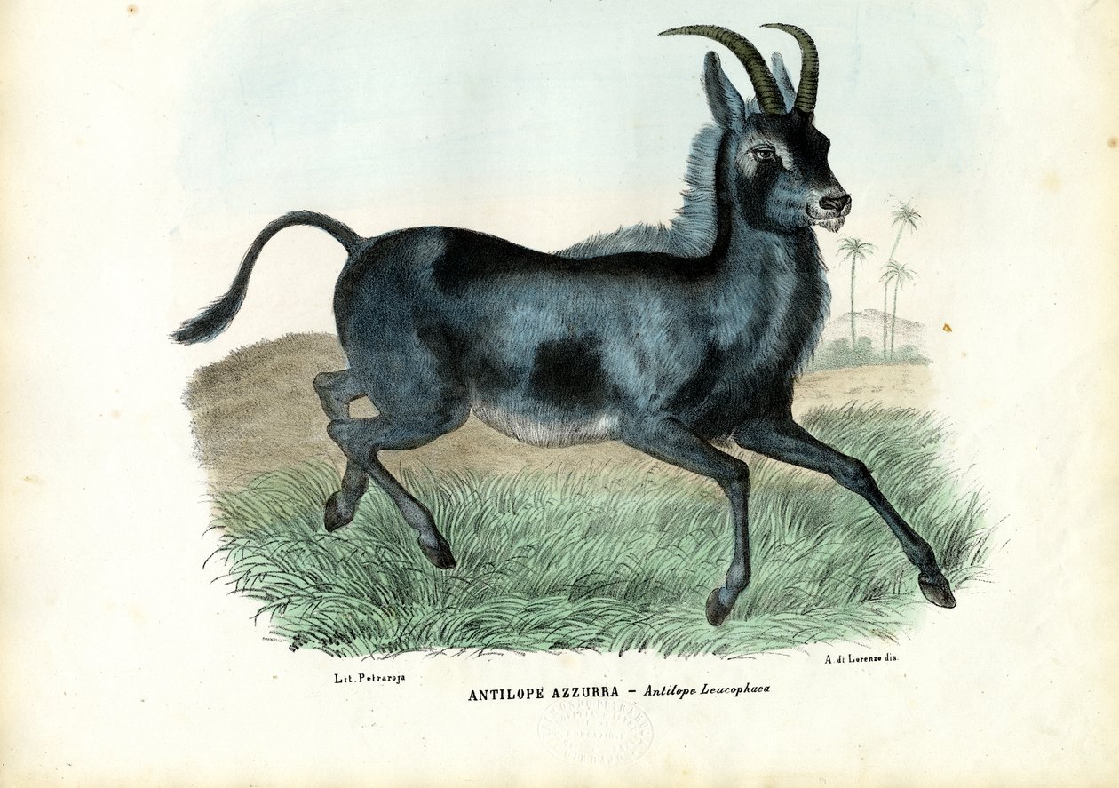 Blauwbok, 1863-79 door Raimundo Petraroja