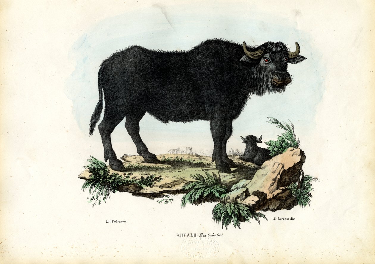 Buffel, 1863-79 door Raimundo Petraroja