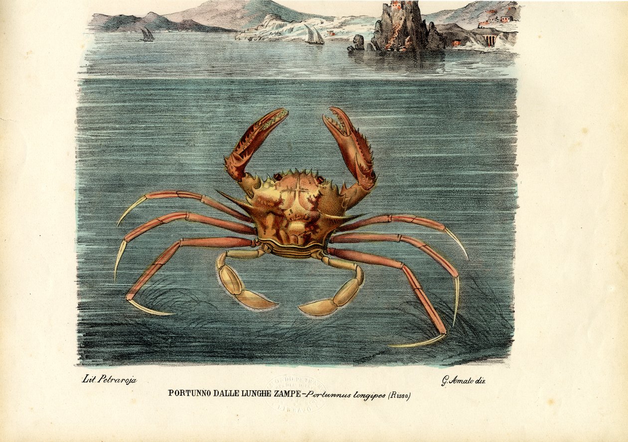 Schaaldieren, 1863-79 door Raimundo Petraroja