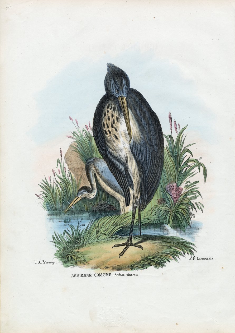 Grijze reiger, 1863-79 door Raimundo Petraroja