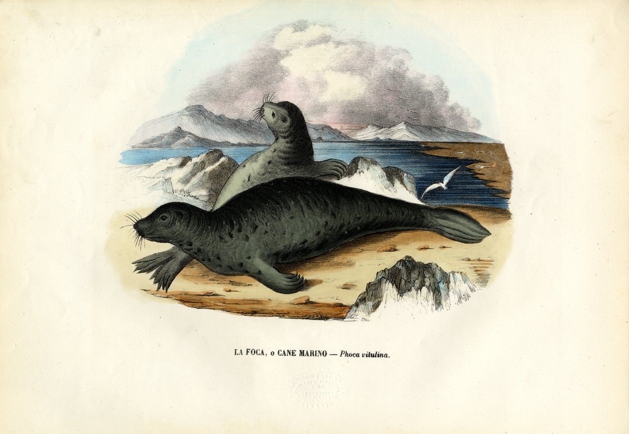 Havenzeehond, 1863-79 door Raimundo Petraroja