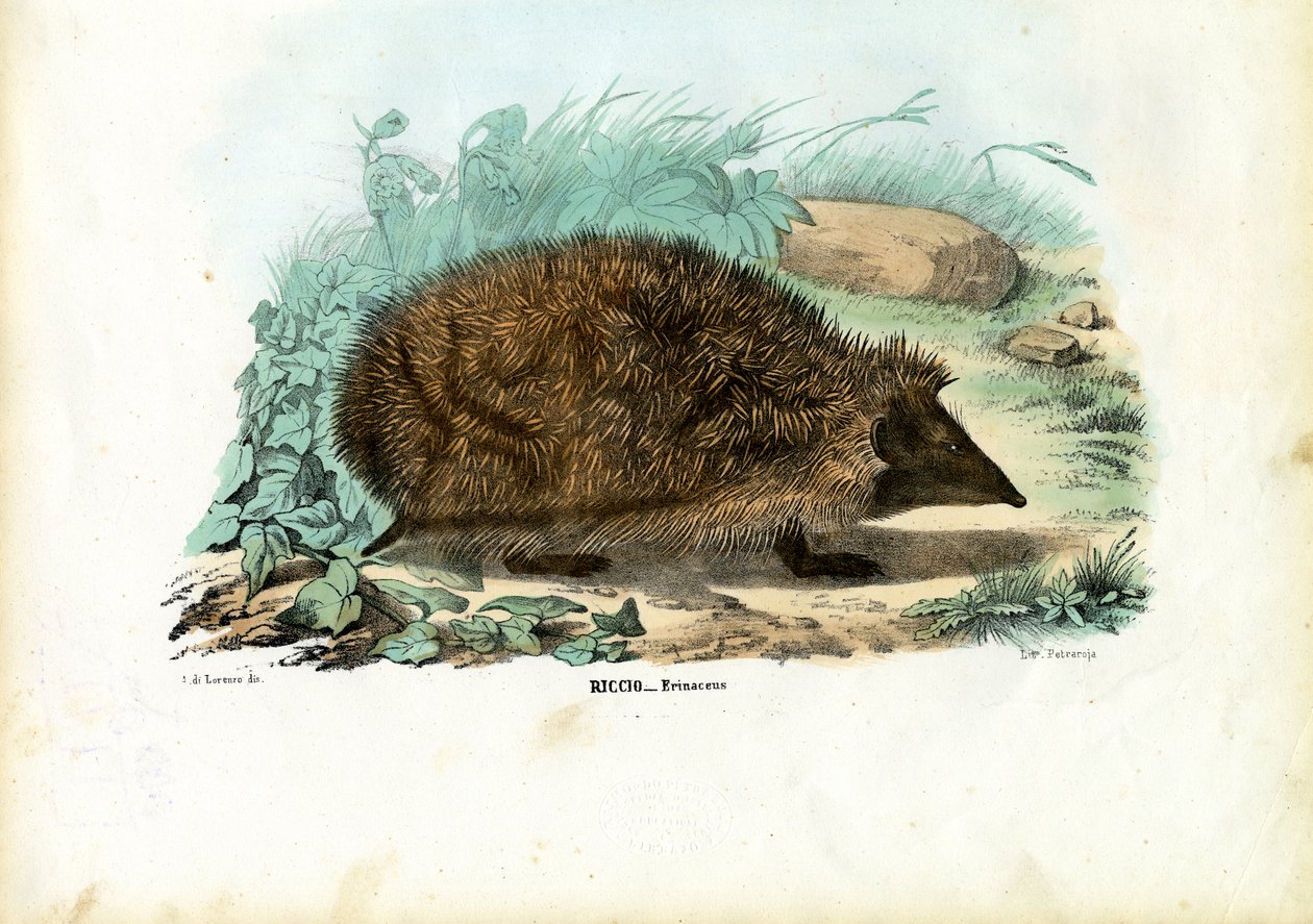 Egel, 1863-79 door Raimundo Petraroja