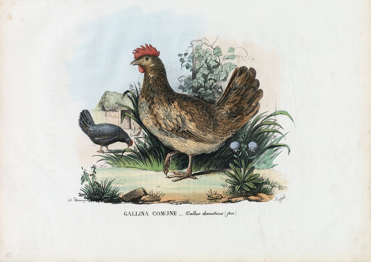 Hen, 1863-79 door Raimundo Petraroja
