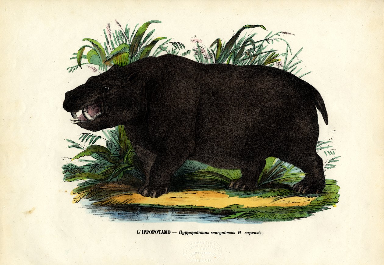 Nijlpaard, 1863-79 door Raimundo Petraroja