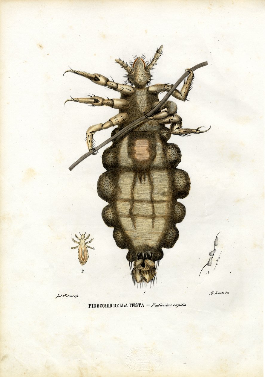 Luis, 1863-79 door Raimundo Petraroja