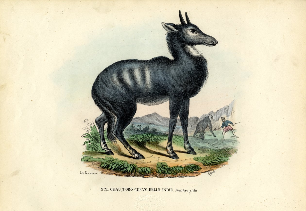Nilgai door Raimundo Petraroja