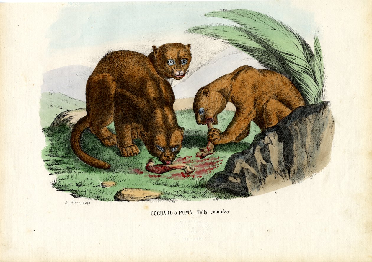 Puma, 1863-79 door Raimundo Petraroja
