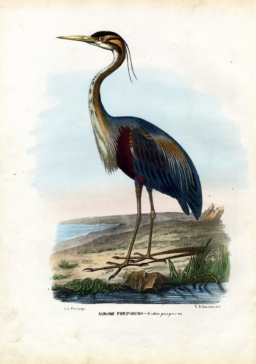 Purperreiger, 1863-79 door Raimundo Petraroja