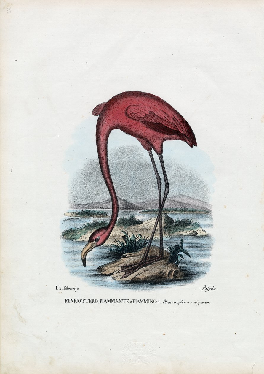 Rosy, 1863-79 door Raimundo Petraroja