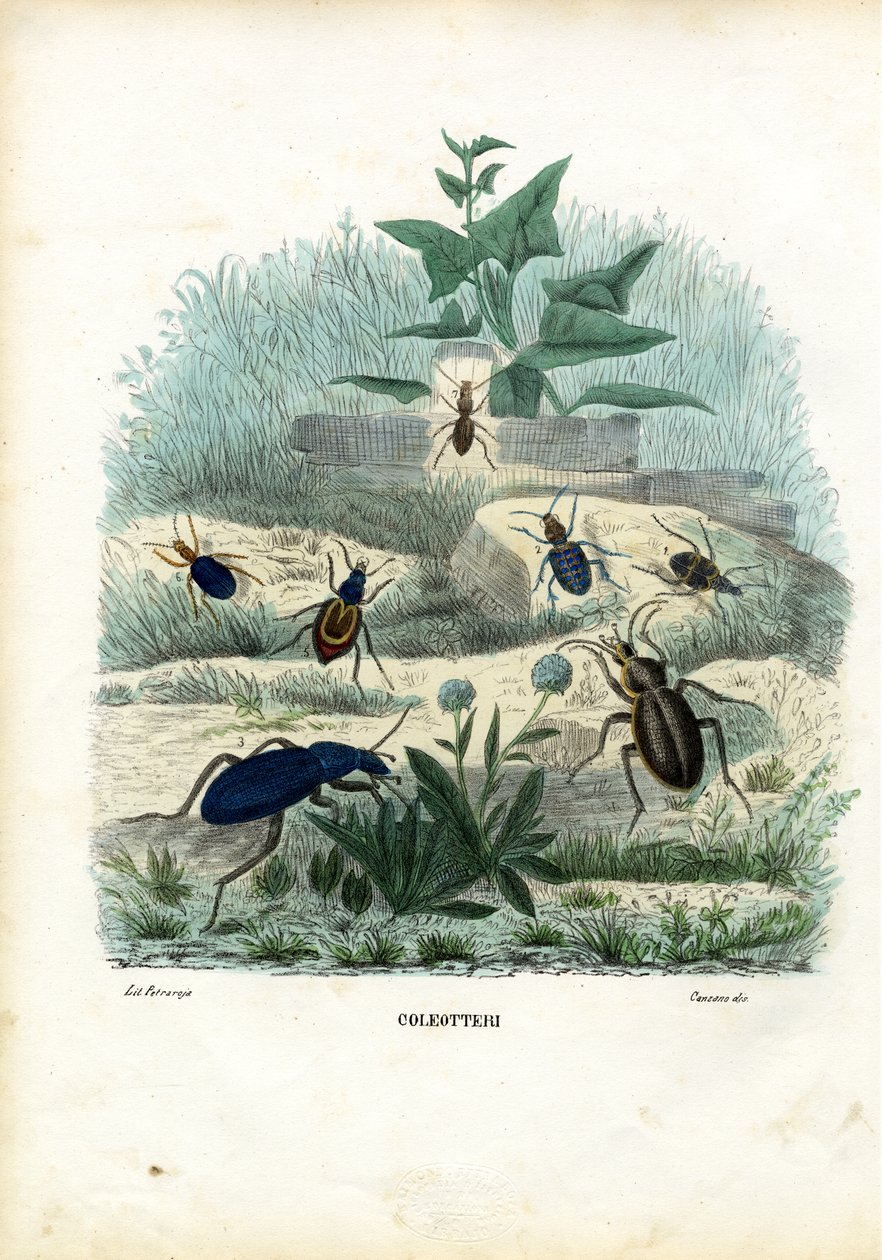 Tijger en loopkevers, 1863-79 door Raimundo Petraroja