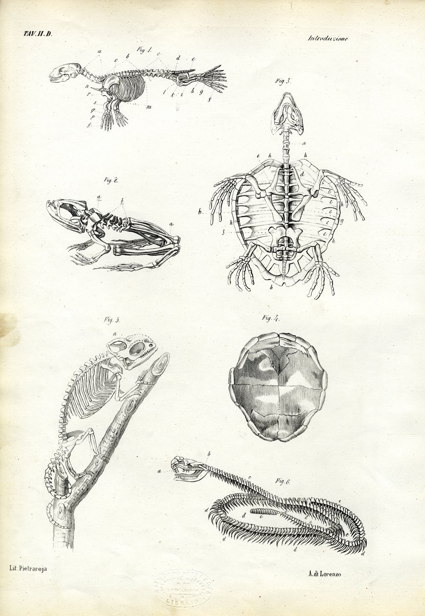 Schildpad, 1863-79 door Raimundo Petraroja