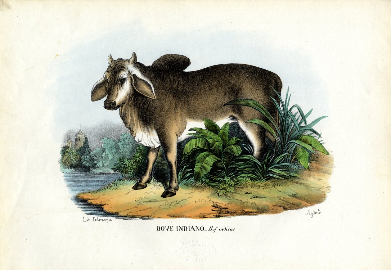 Zebu, 1863-79 door Raimundo Petraroja