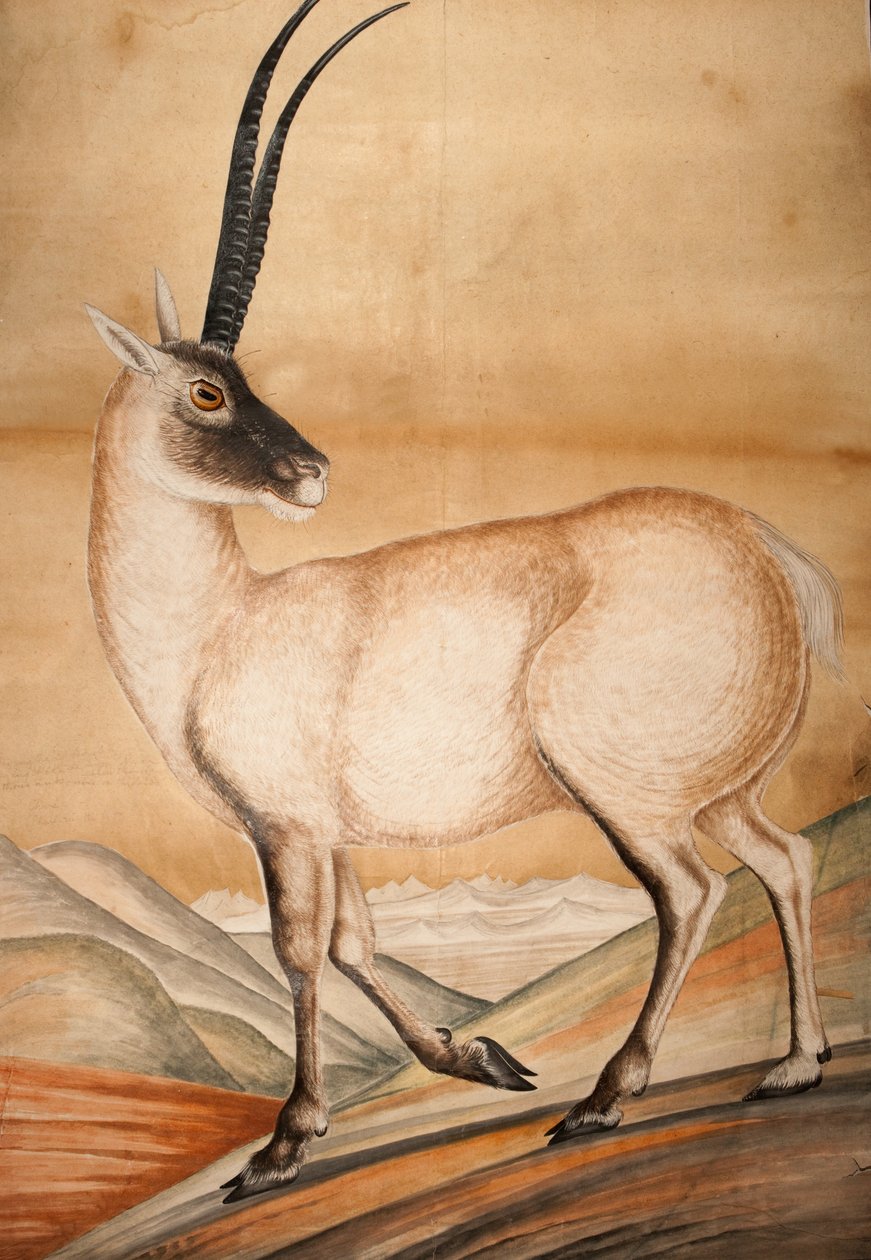 Chiru, 1840 door Raj Man Singh
