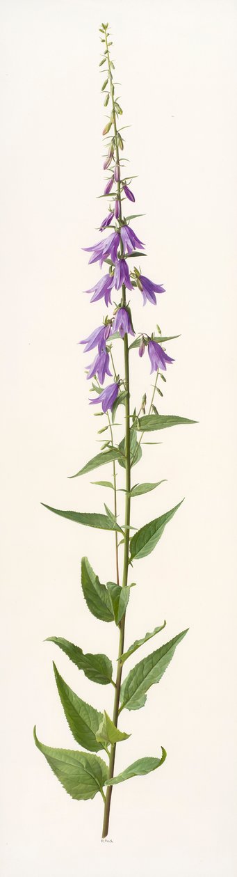 Adenophora soorten (olieverf op papier) door Raymond Booth