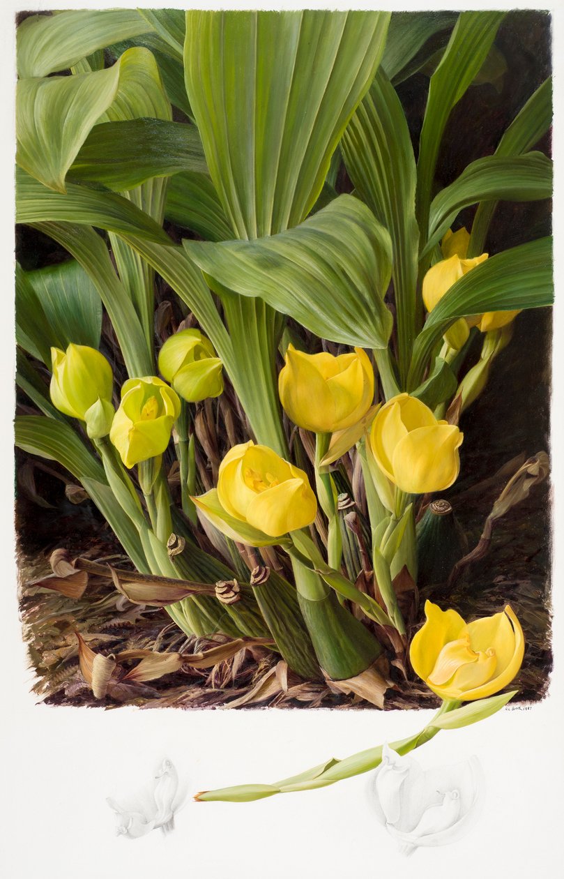 Angula clowsii door Raymond Booth