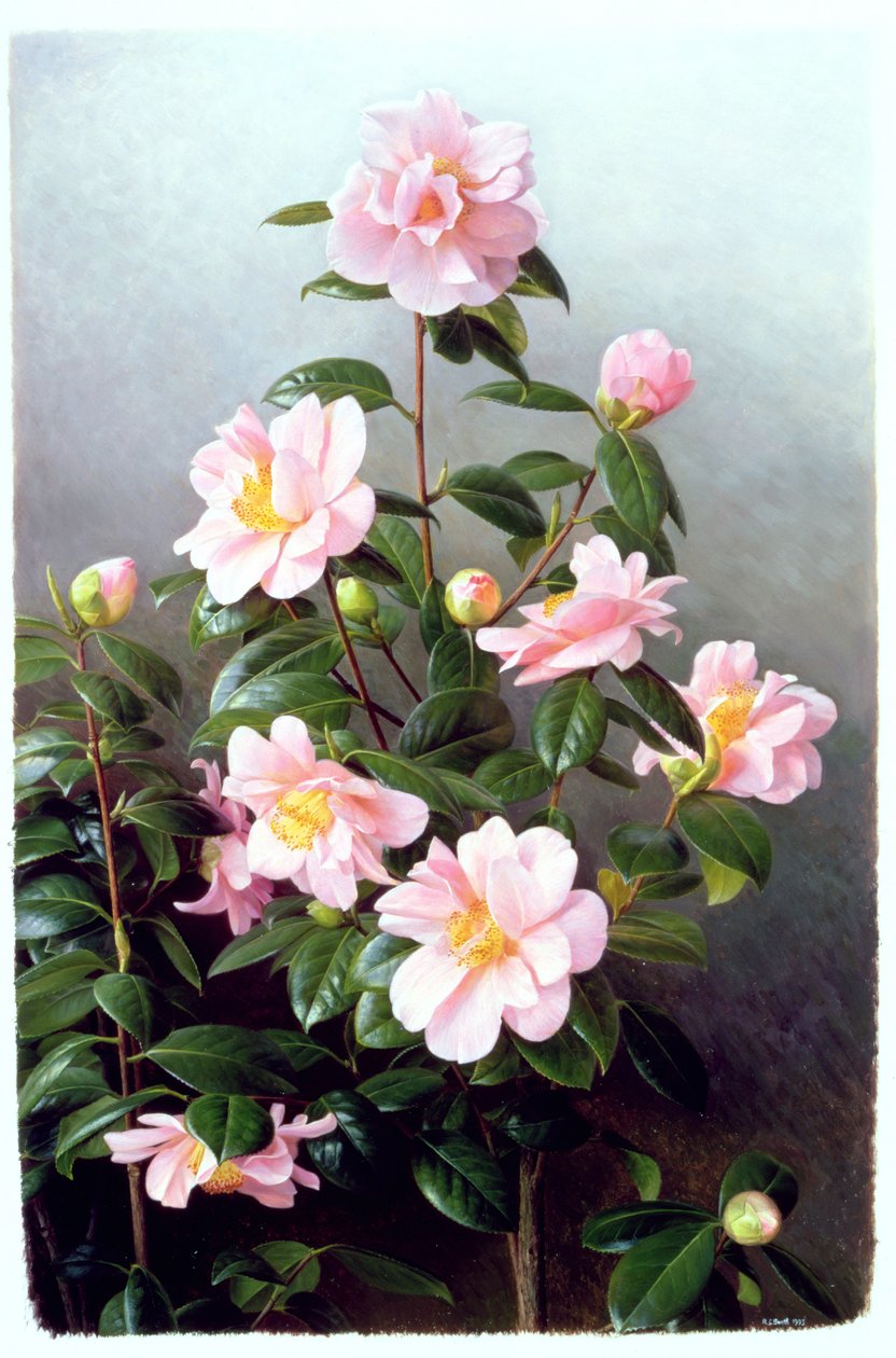 Camellia Japonica variëteit door Raymond Booth