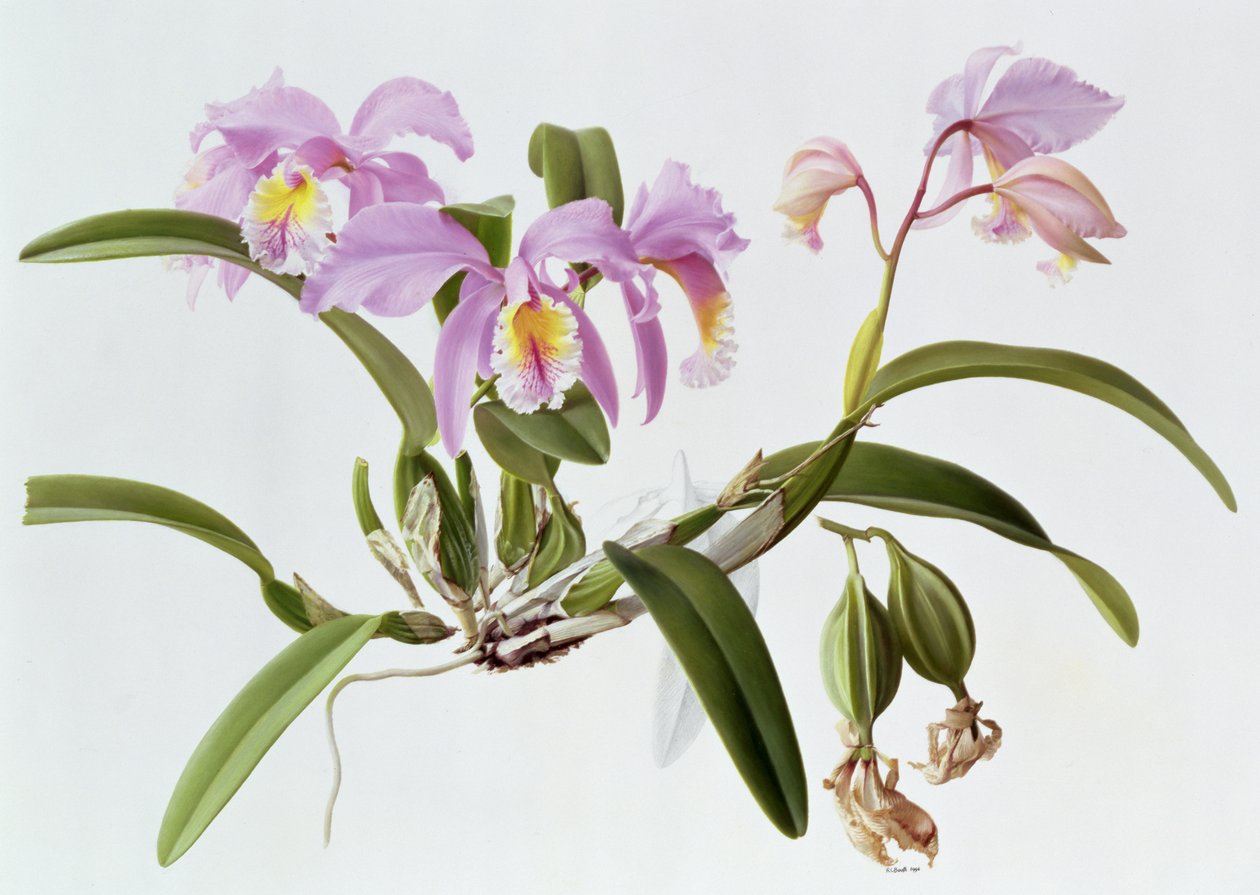 Cattleya Mossiae door Raymond Booth