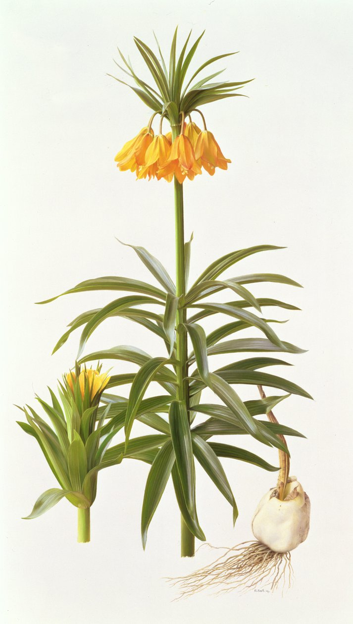 Fritillaria Eduardii door Raymond Booth