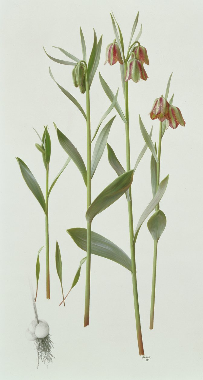 Fritillaria Hermonis Amana door Raymond Booth