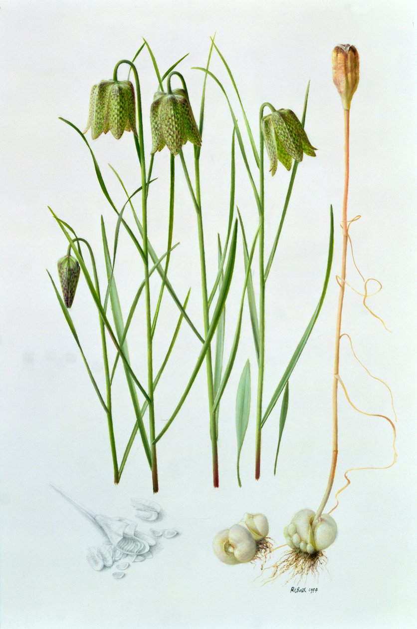 Fritillaria whittallii door Raymond Booth