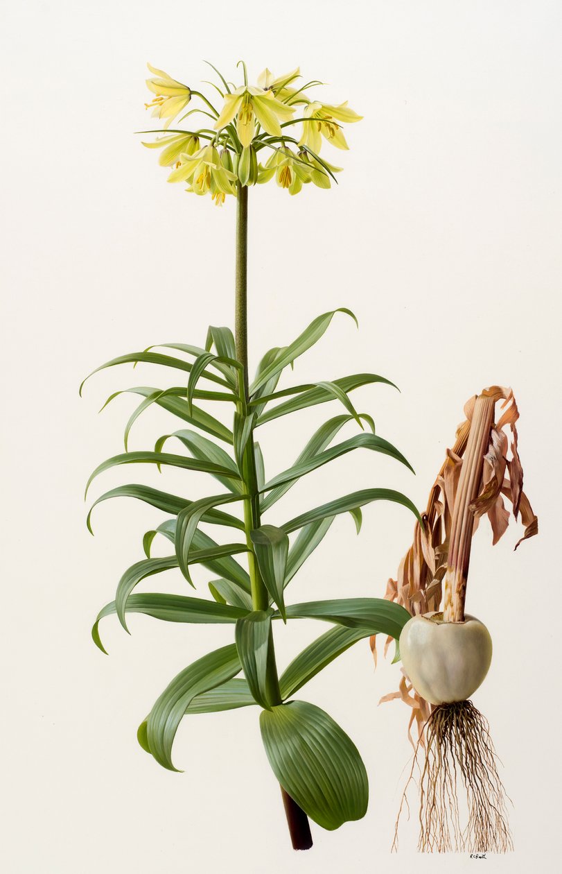 Fritillaria eduardii (olieverf op board) door Raymond Booth