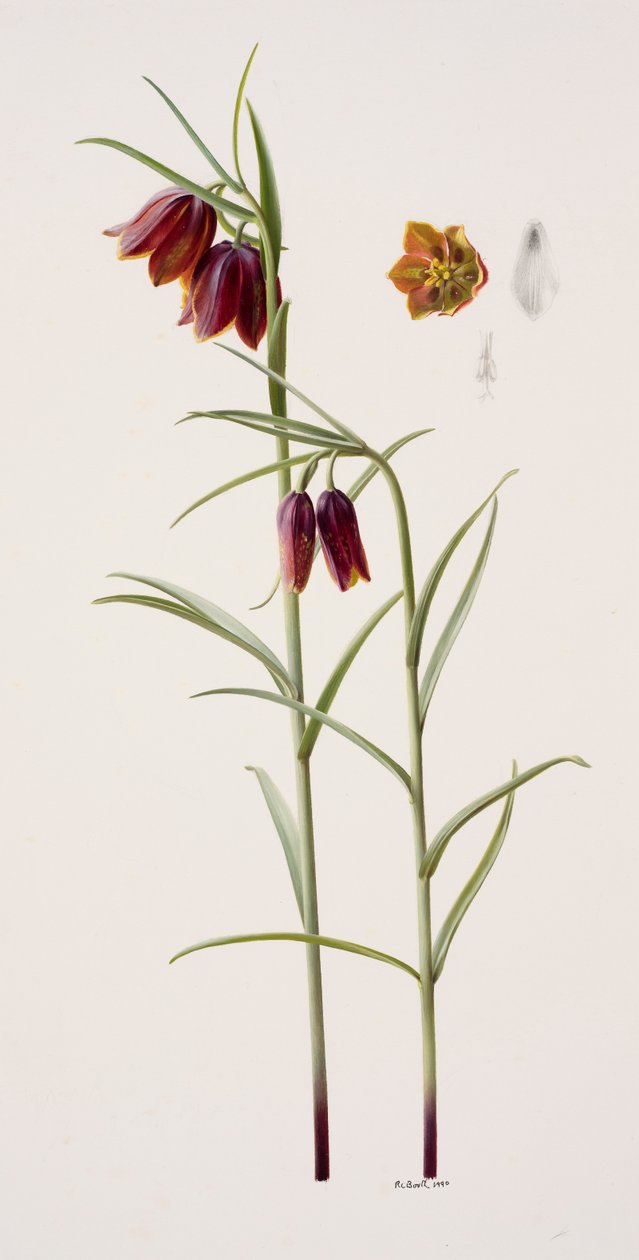 Fritillaria gracilis (olieverf op papier) door Raymond Booth