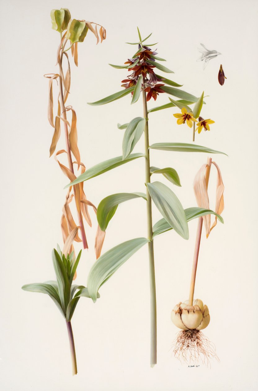 Fritillaria rioolzowii door Raymond Booth