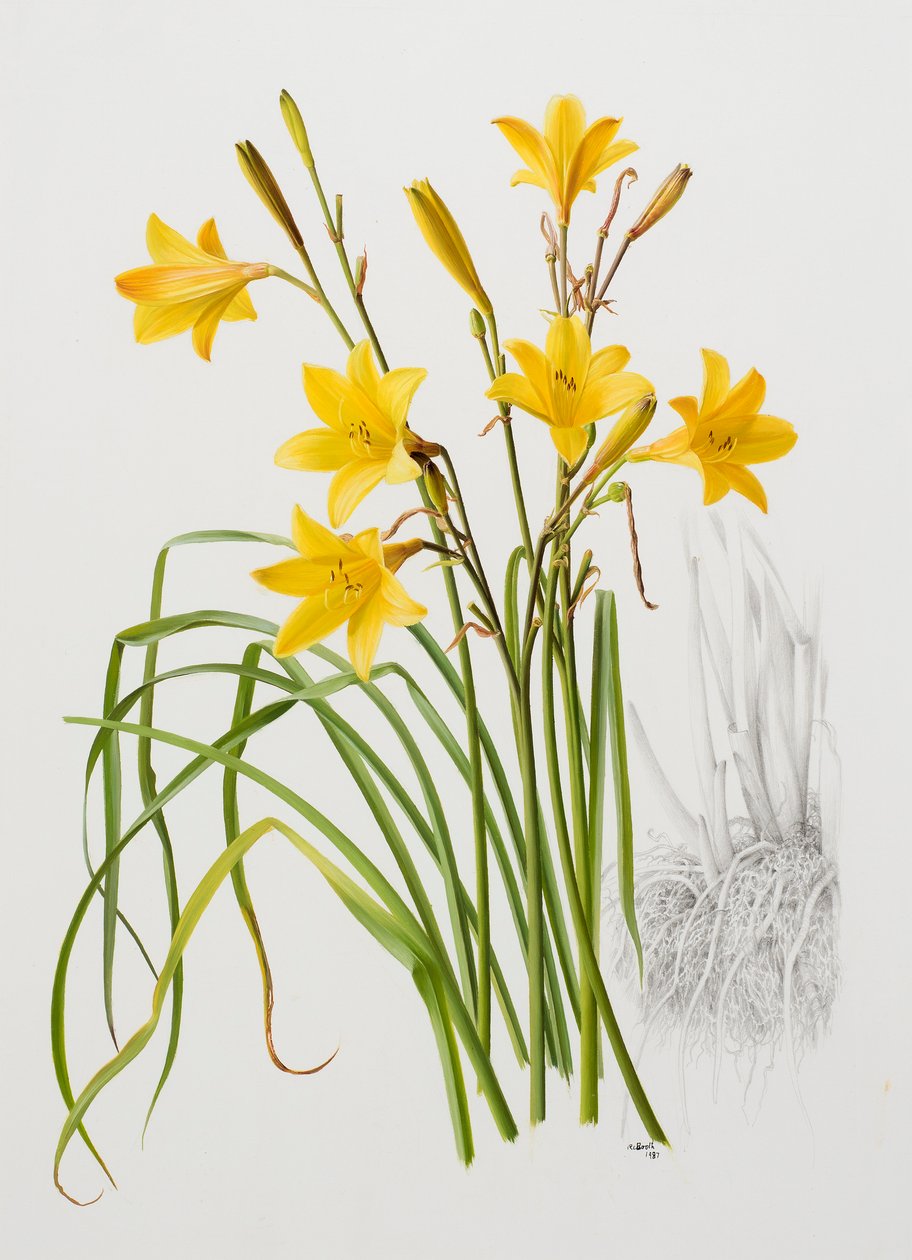 Hemerocallis dumortieri door Raymond Booth