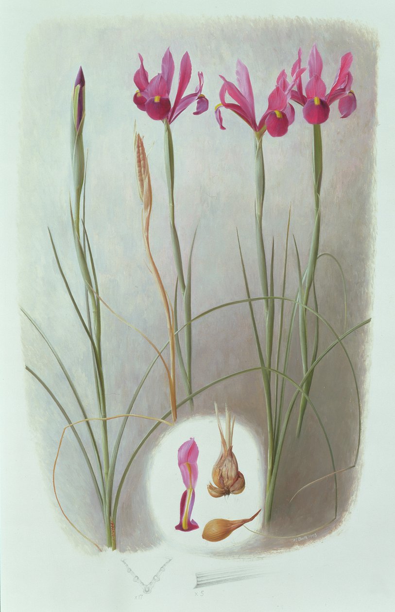 Iris filifolia door Raymond Booth