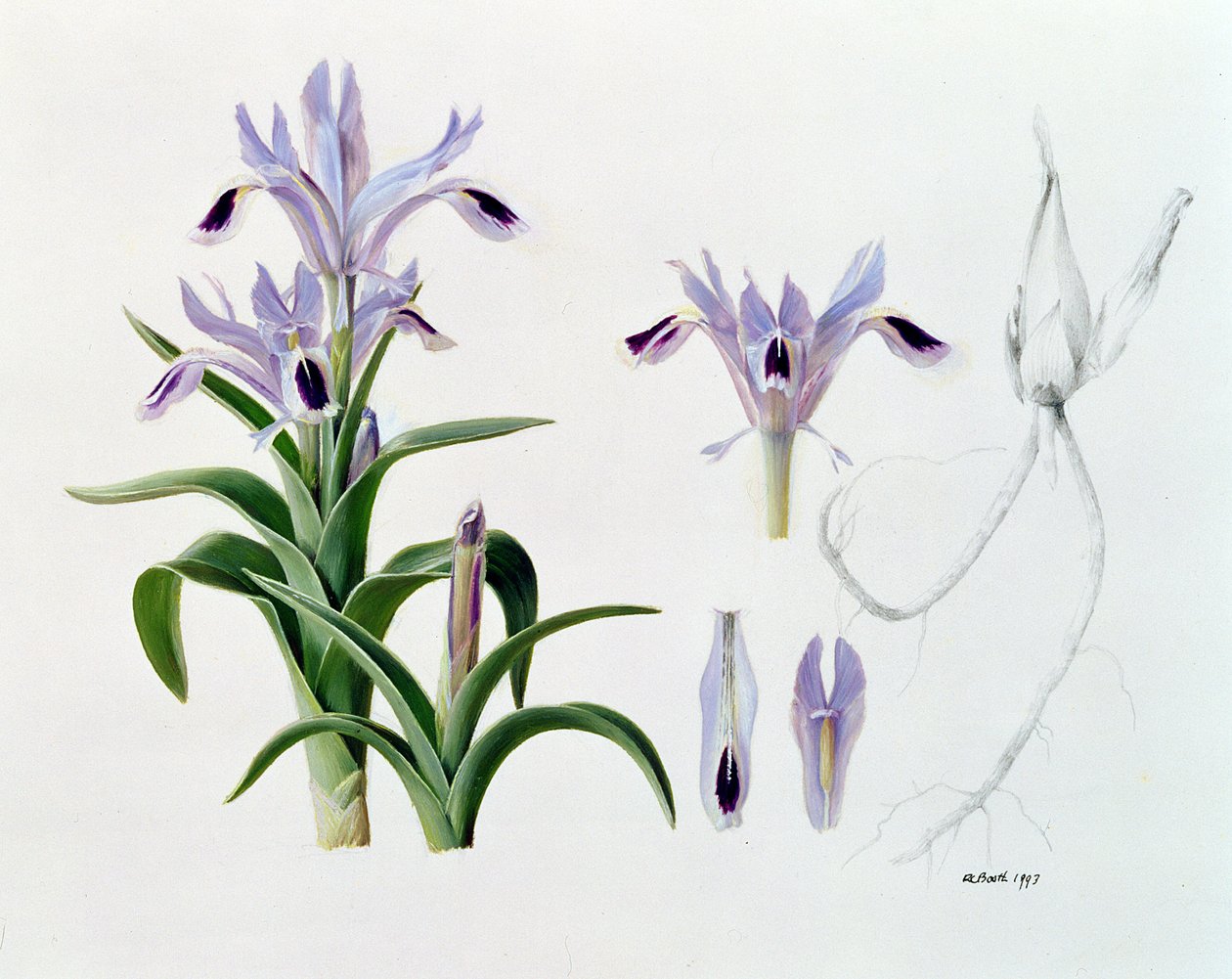 Iris Kuschakewiczii door Raymond Booth