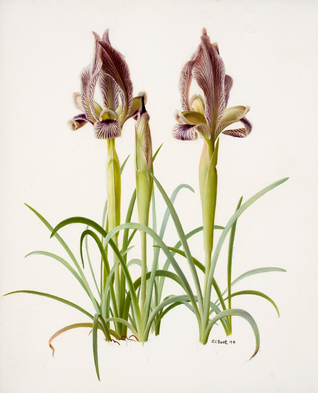 Iris acutiloba (olieverf op papier) door Raymond Booth