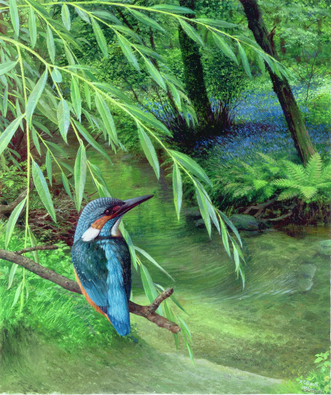 IJsvogel door Raymond Booth