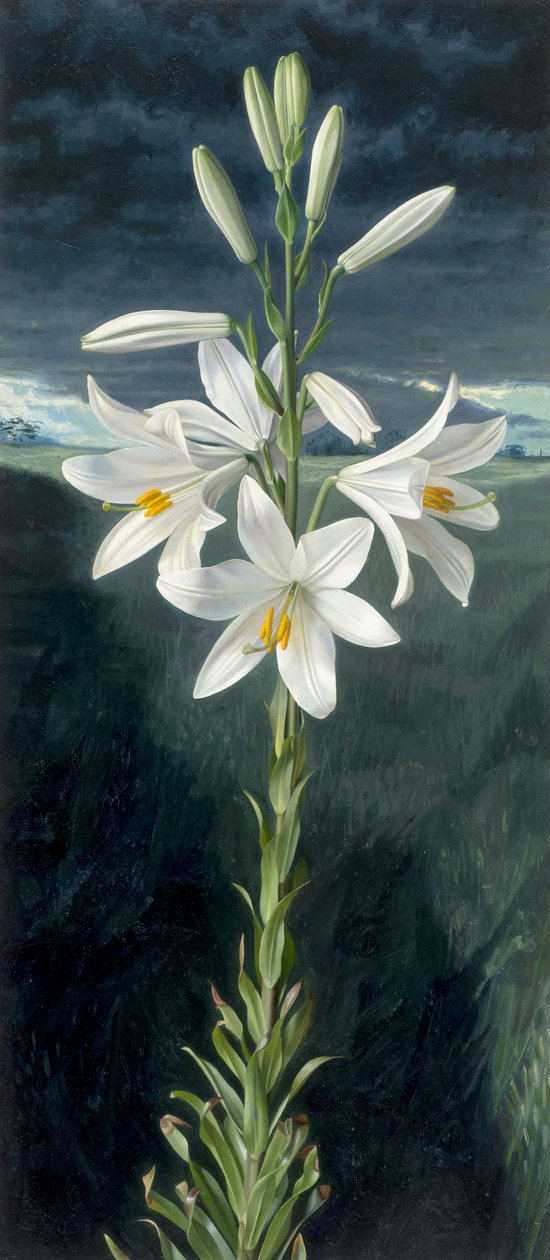 Madonnalelie (olieverf op board) door Raymond Booth