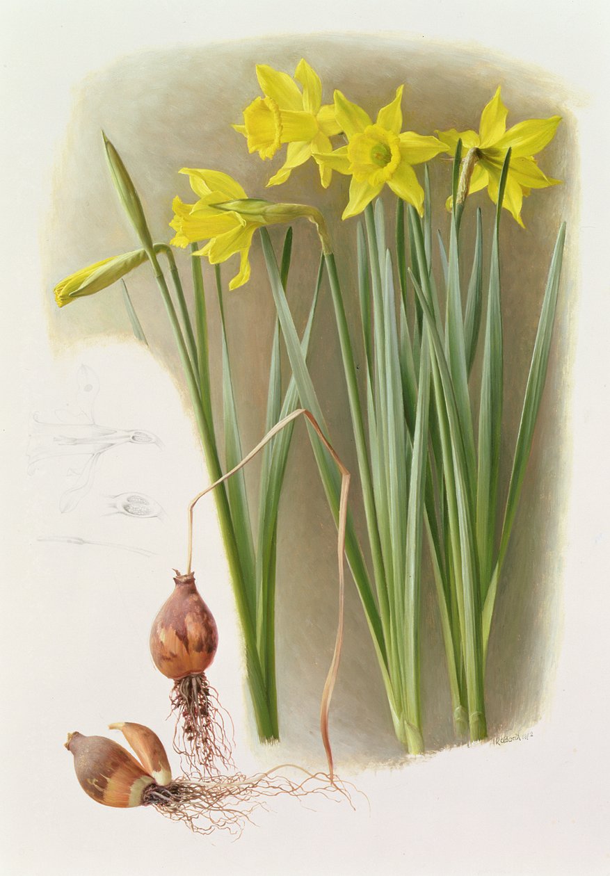Narcis Hispanicas Bujei door Raymond Booth