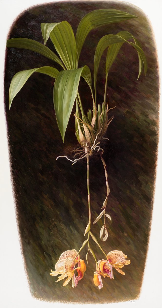 Orchidee door Raymond Booth